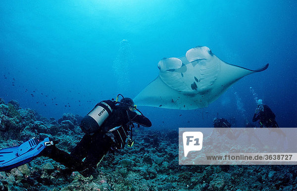 Manta Ray (Manta birostris) and a scuba diver  Maldive Islands  Indian Ocean