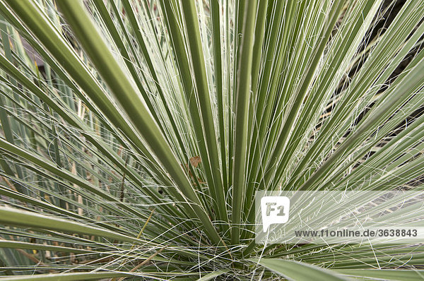 Blaugrüne Palmlilie (Yucca glauca)
