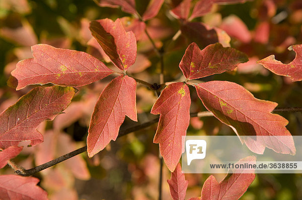 Zimt-Ahorn (Acer griseum)