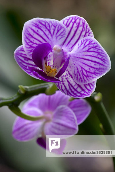 Blüte  Phalaenopsis  Orchidee