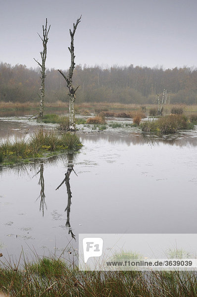 Moorkolk  holländisches Hochmoorreservat Bargerveen  Niederlande  Europa