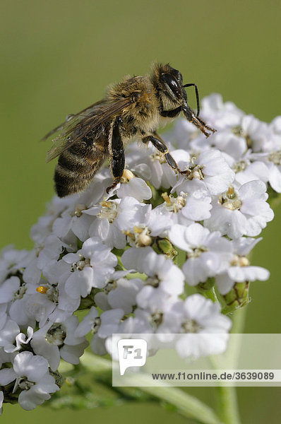 Honigbiene (Apis mellifera) an Schafgarbe