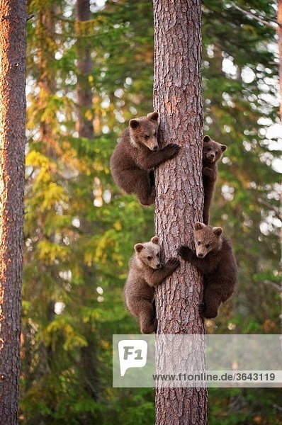 Four cubs uploaded to a tree Ursus arctos arctos European brown bear Martinselkonen Nature Park region of Kainuu Finland Scandinavia Europe