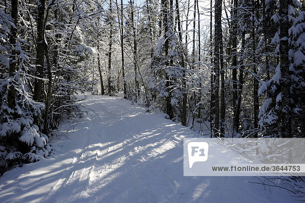 Spazierweg im Winterwald