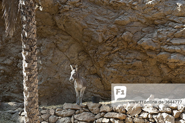 Esel vor Felswand  Wadi Shab  Oman  Naher Osten