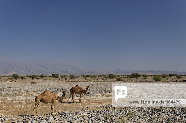 Zwei Dromedare (Camelus dromedarius) am Straßenrand  Straße nach Nizwa  Oman  Naher Osten