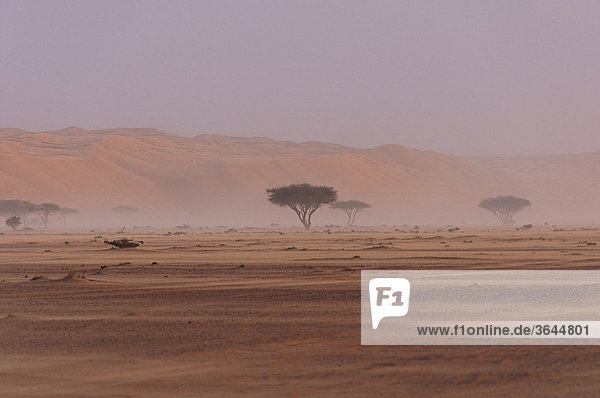 Leichter Sandsturm in der Wüste  Wahiba Sands  Oman  Naher Osten