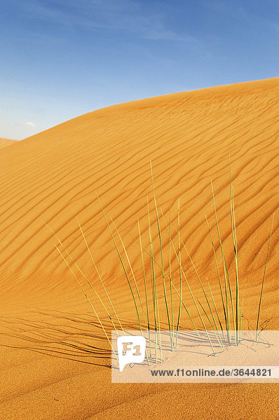 Seite einer Düne mit Windrippeln und Gras  Wahiba Sands  Oman  Naher Osten