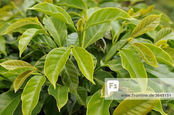 Blätter einer Kaffeepflanze (Coffea)  Vietnam  Asien