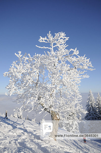Dick mit Schnee und Rauhreif verkrusteter Baum  Schitour Unterberg  Niederösterreich  Österreich  Europa