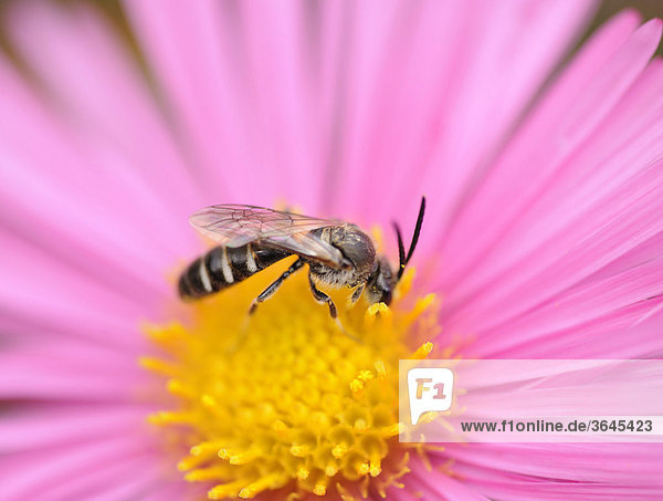 Sommeraster oder Gartenaster (Callistephus chinensis) mit Honigbiene (Apis mellifera)