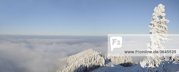 Landschaft  Winter  Unterberg  Niederösterreich  Österreich  Europa