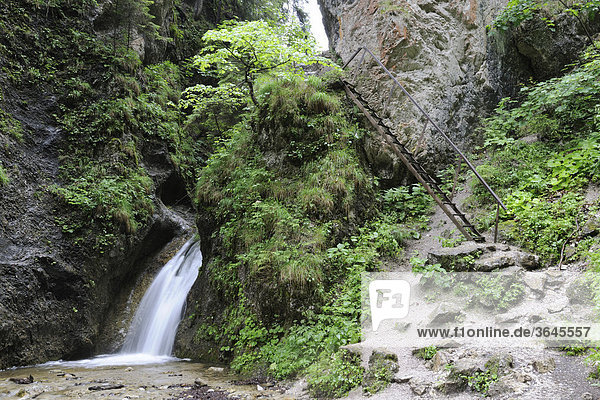Steiganlage  Schlucht Dolne Diery  Mala Fatra Nationalpark  Slowakei  Europa
