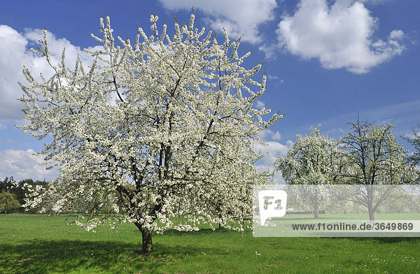 Blühende Obstbäume im Frühjahr