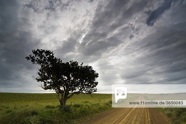 Baum bei Gewitterstimmung  St. Lucia Wetland Nationalpark  Südafrika  Afrika