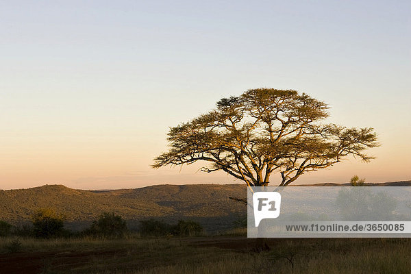 Sonnenuntergang  Hluhluwe-Imfolozi Nationalpark  Südafrika  Afrika