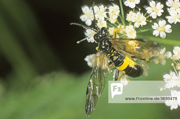 Blattwespe (Tenthredo temula) beim Blütenbesuch