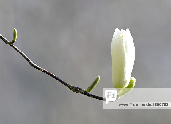 Yulan-Magnolie (Magnolia denudata Desr.)  Zentral-China
