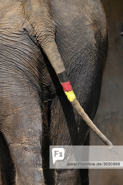 Asiatischer Elefant  auch Indischer Elefant (Elephas maximus)  Schwanz bemalt mit Deutschlandflagge  während FIFA WM 2010
