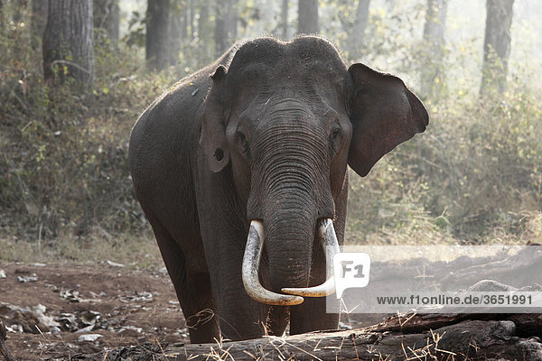 Asiatischer Elefant  Indischer Elefant (Elephas maximus)  männlich  Rajiv Gandhi National Park  Nagarhole Nationalpark  Karnataka  Südindien  Indien  Südasien  Asien