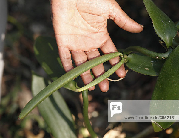 Fruits of the Flat-leaved Vanilla (Vanilla planifolia)  Kerala  India  South Asia  Asia