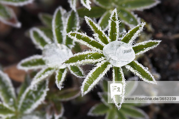 Raureif-Kristalle und gefrorene Tautropfen auf jungen Blättern einer Lupine (Lupinus)  Bayern  Deutschland