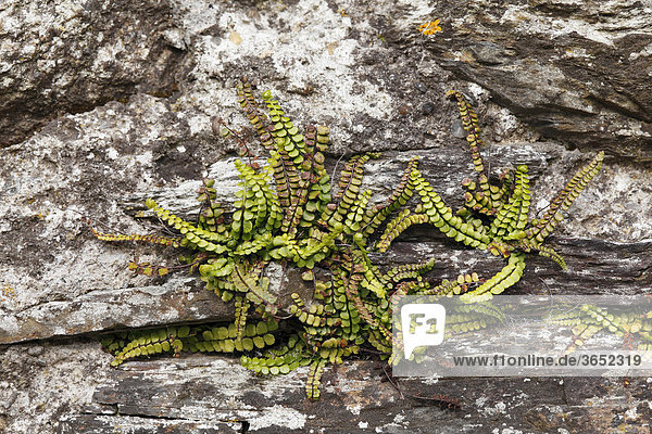 Braunstieliger Streifenfarn (Asplenium trichomanes) auf alter Mauer  Glendalough  County Wicklow  Irland  Britische Inseln  Europa