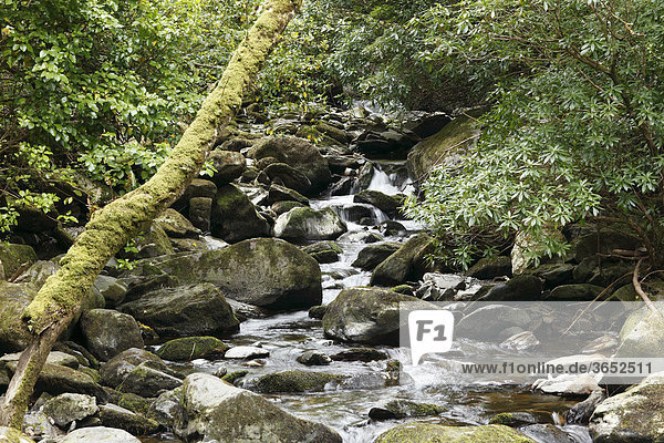 Bach nahe Torc Wasserfall  Killarney Nationalpark  County Kerry  Irland  Britische Inseln  Europa