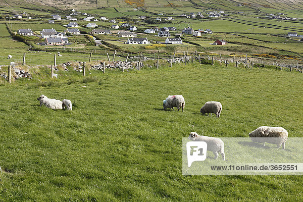 Schafweide  Dunquin  Dingle Halbinsel  County Kerry  Irland  Britische Inseln  Europa