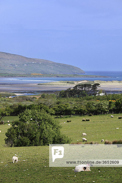 Schafweide  Brandon Bay  Dingle Halbinsel  County Kerry  Irland  Britische Inseln  Europa