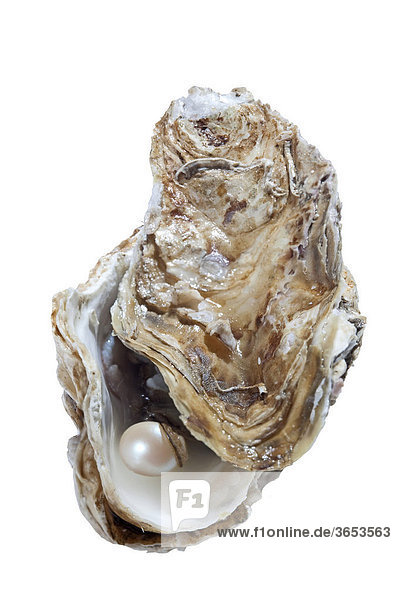 Geöffnete Auster mit Perle