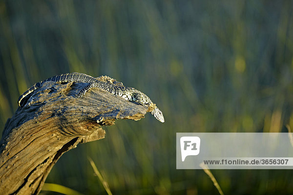 Waran (Varanus)  Sambesi  Sambia  Afrika