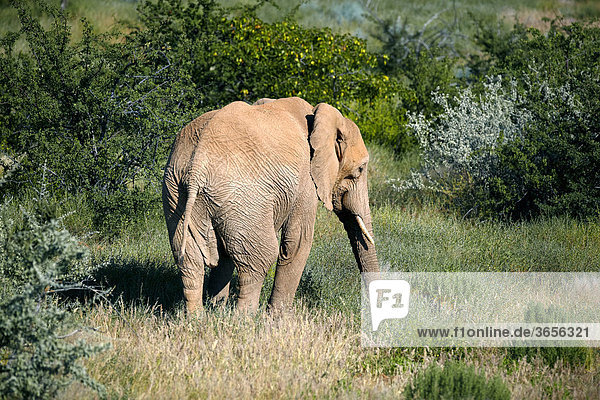 Wüstenelefant (Loxodonta cyclotis)  Damaraland  Namibia  Afrika