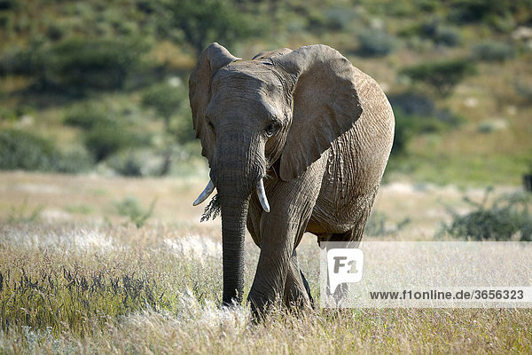 Wüstenelefant (Loxodonta cyclotis)  Damaraland  Namibia  Afrika