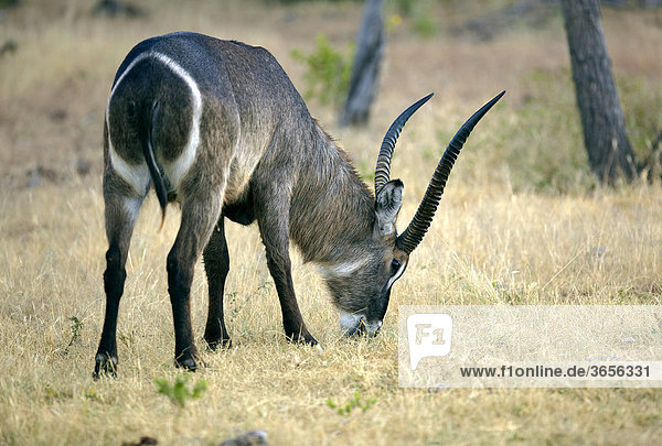 Wasserbock (Kobus ellipsiprymnus)  Etosha Nationalpark  Namibia  Afrika