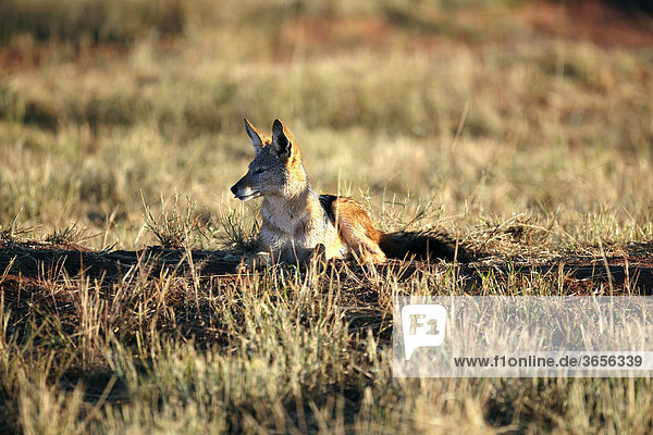 Schabrackenschakal (Canis mesomelas)  Waterberg Plateau Park  Namibia  Afrika