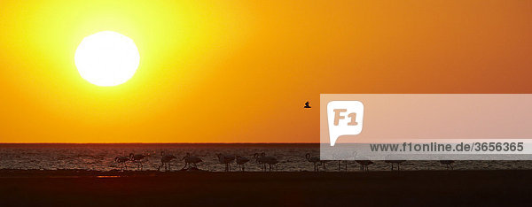Rosaflamingos (Phoenicopterus ruber)  Walvis Bay  Namibia  Afrika