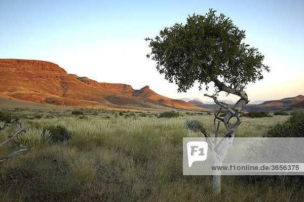 Baum  Damaraland  Namibia  Afrika