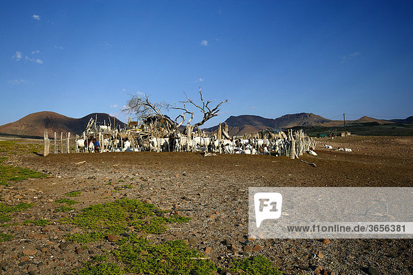 Ziegengehege  Damaraland  Namibia  Afrika