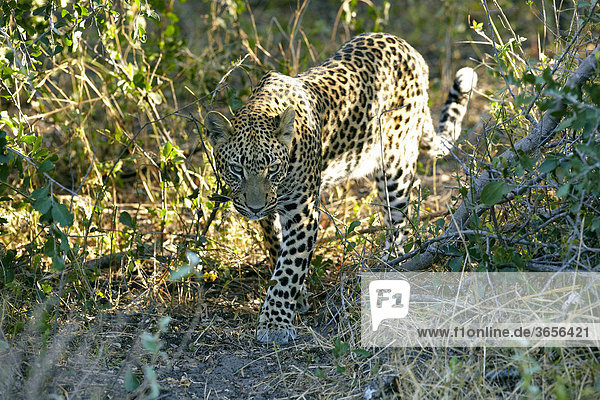 Leopard (Panthera pardus)  Okavango-Delta  Botsuana  Afrika