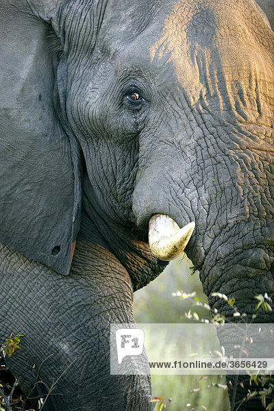 Afrikanischer Elefant (Loxodonta africana)  Okavango-Delta  Botsuana  Afrika