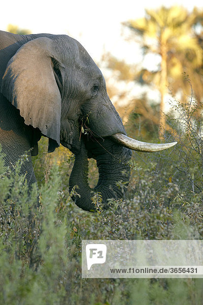Afrikanischer Elefant (Loxodonta africana)  Okavango-Delta  Botsuana  Afrika