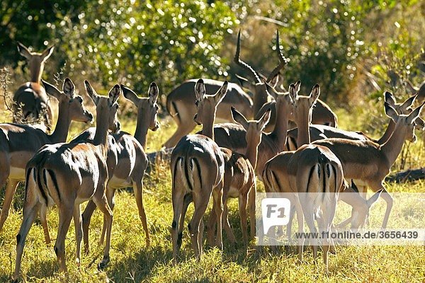 Impalas (Aepyceros melampus)  Okavango-Delta  Botsuana  Afrika