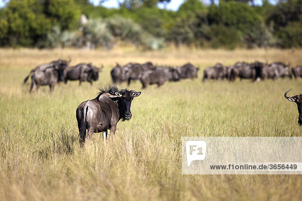 Streifengnus (Connochaetes taurinus)  Okavango-Delta  Botsuana  Afrika