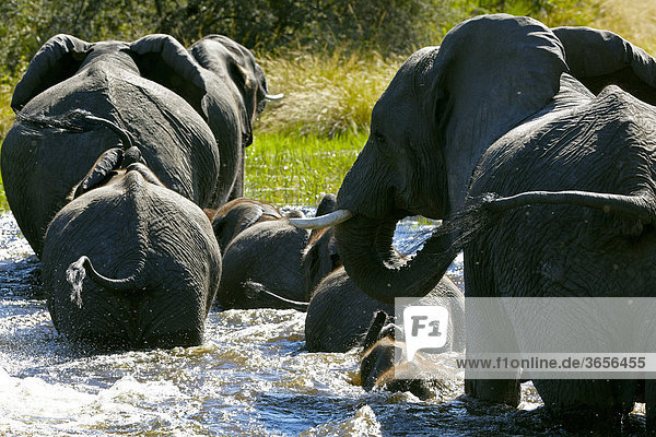 Afrikanische Elefanten (Loxodonta africana)  Okavango-Delta  Botsuana  Afrika