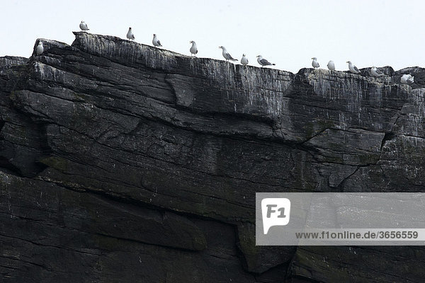 Möwen auf Felsen  Moskenes¯y  Lofoten  Norwegen  Skandinavien  Europa