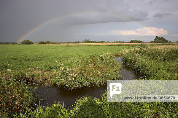Kleiner Bachlauf mit Regenbogen  Naturschutzgebiet Wümmewiesen  Bremen  Deutschland  Europa