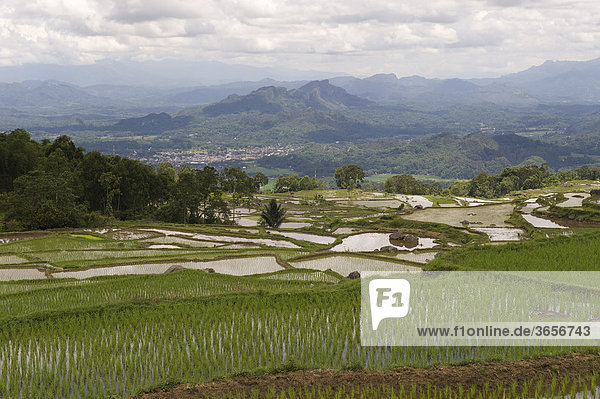 Reisfelder bei Batutumonga  in der Nähe von Ratepao  Sulawesi  Indonesien  Südostasien