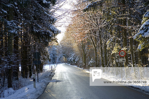 Wintery road leading through a sunny mixed forest  Bavaria  Germany  Europe