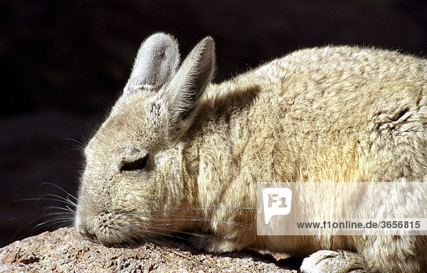 Viscacha (Lagostomus maximus)  Reserva Nacional de Fauna Andina Eduardo Avaroa  Bolivien  Südamerika